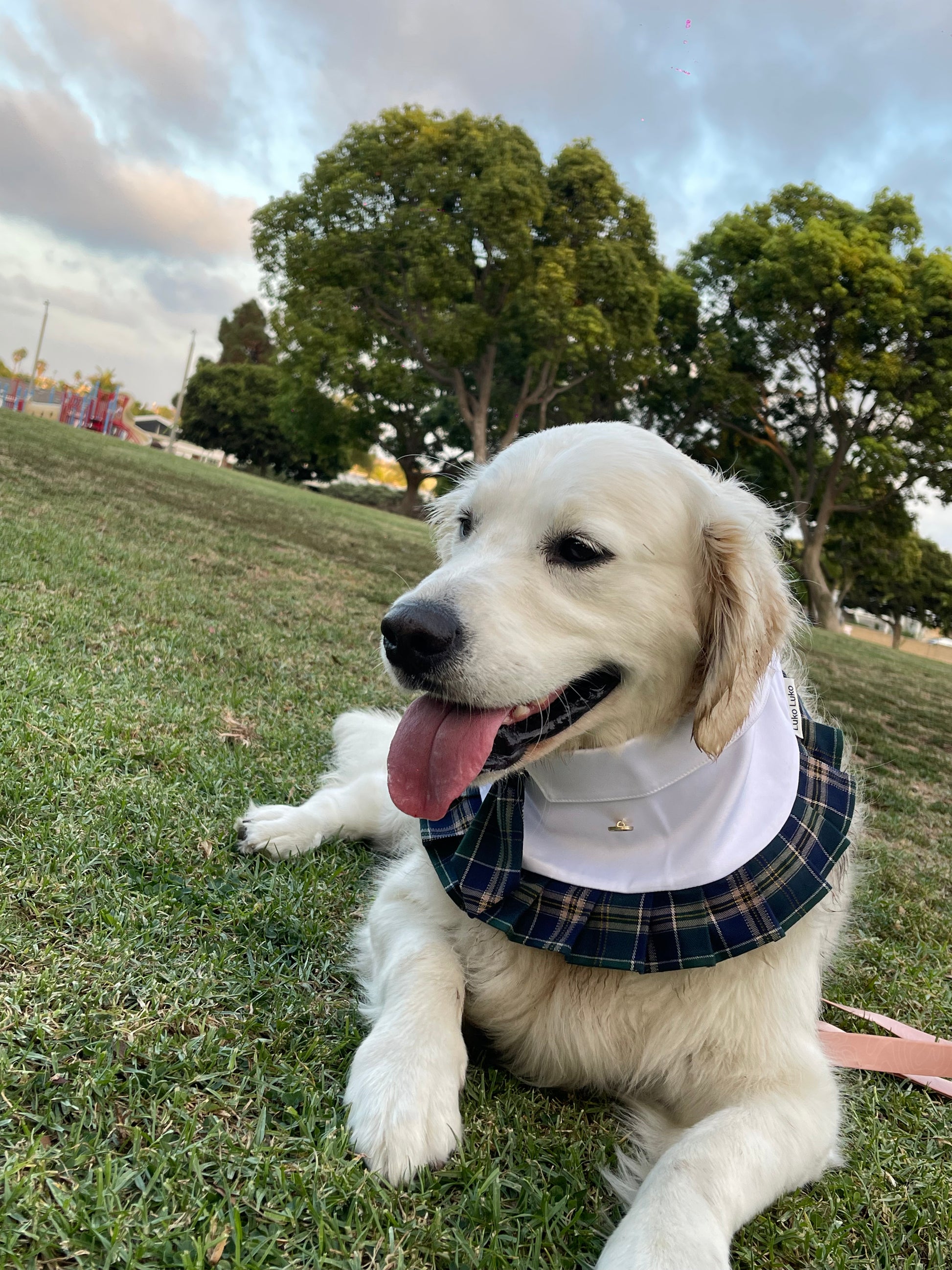 Golden Retriever wearing the Emma school uniform in a park, handmade pet clothing for dogs and cats.