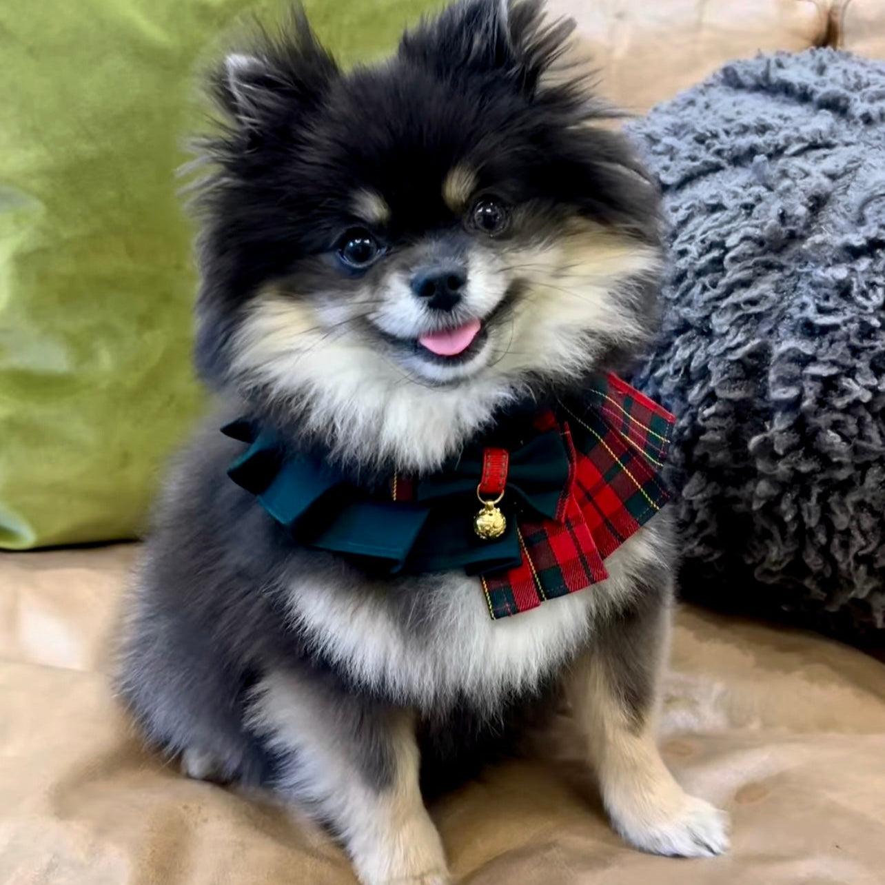 Black Pomeranian wearing Noelle Christmas dress, red and green plaid with bowtie and bell, handmade festive pet clothing.