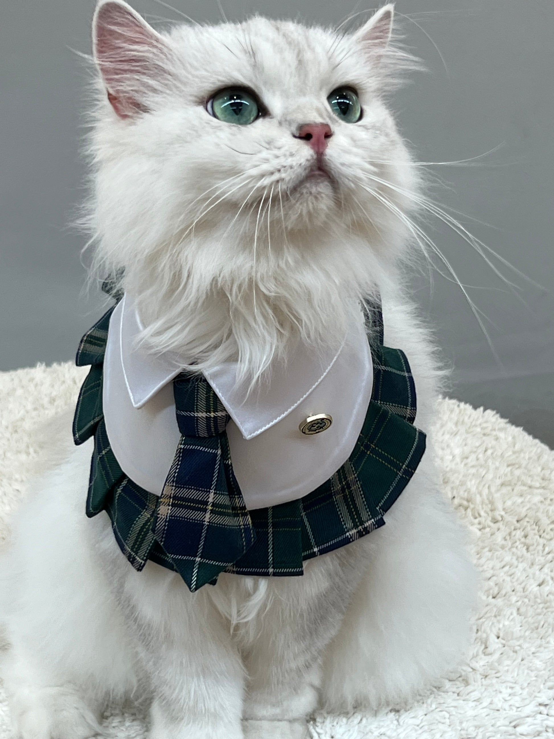 cute cat wearing the 'Emma' preppy pet bandana, featuring a white collar and private school-inspired design, perfect for adding a touch of academic elegance to your pet’s wardrobe.