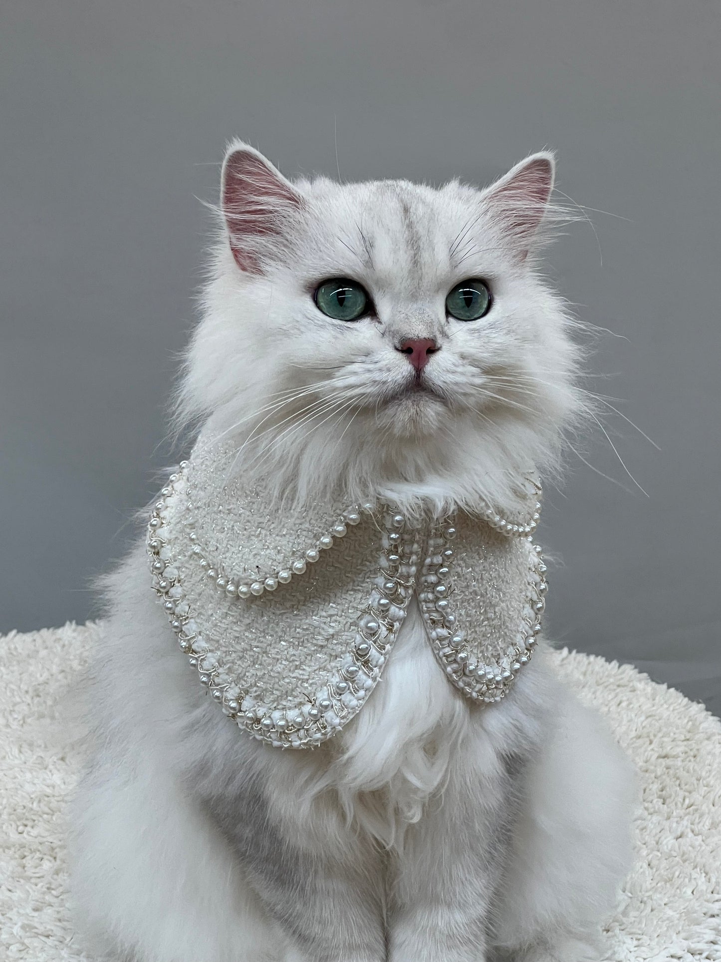 A luxurious white Persian cat adorned in a white Jacqueline pet bandana, embellished with pearls, capturing an elegant and sophisticated look perfect for upscale pet fashion.