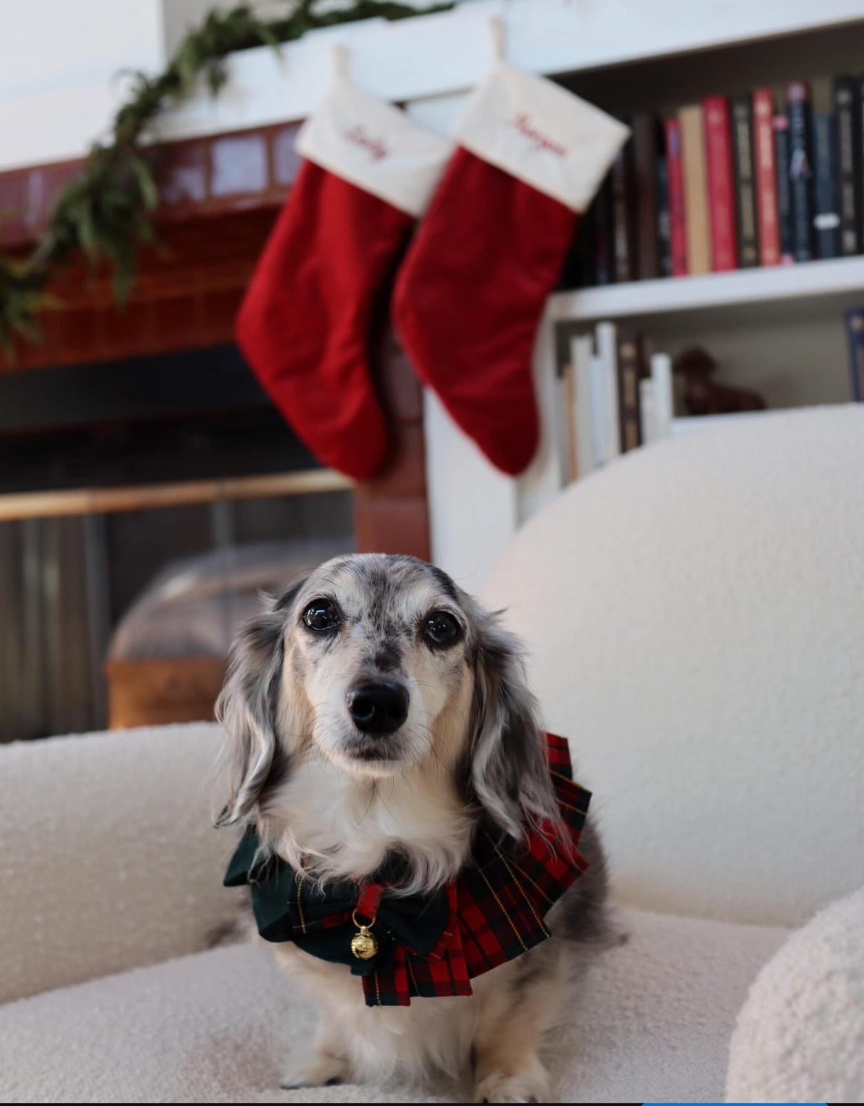 Cocker Spaniel in Christmas red and green plaid dress with bell and bowtie, festive handmade pet outfit.