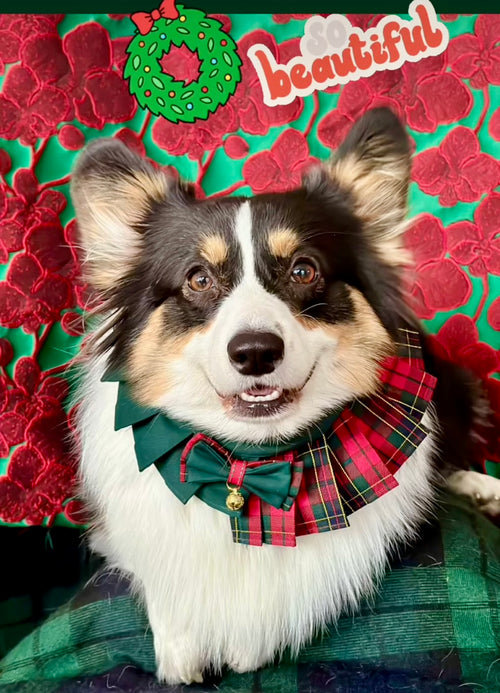 Corgi in Christmas red and green plaid dress with bell and bowtie, perfect festive pet outfit.