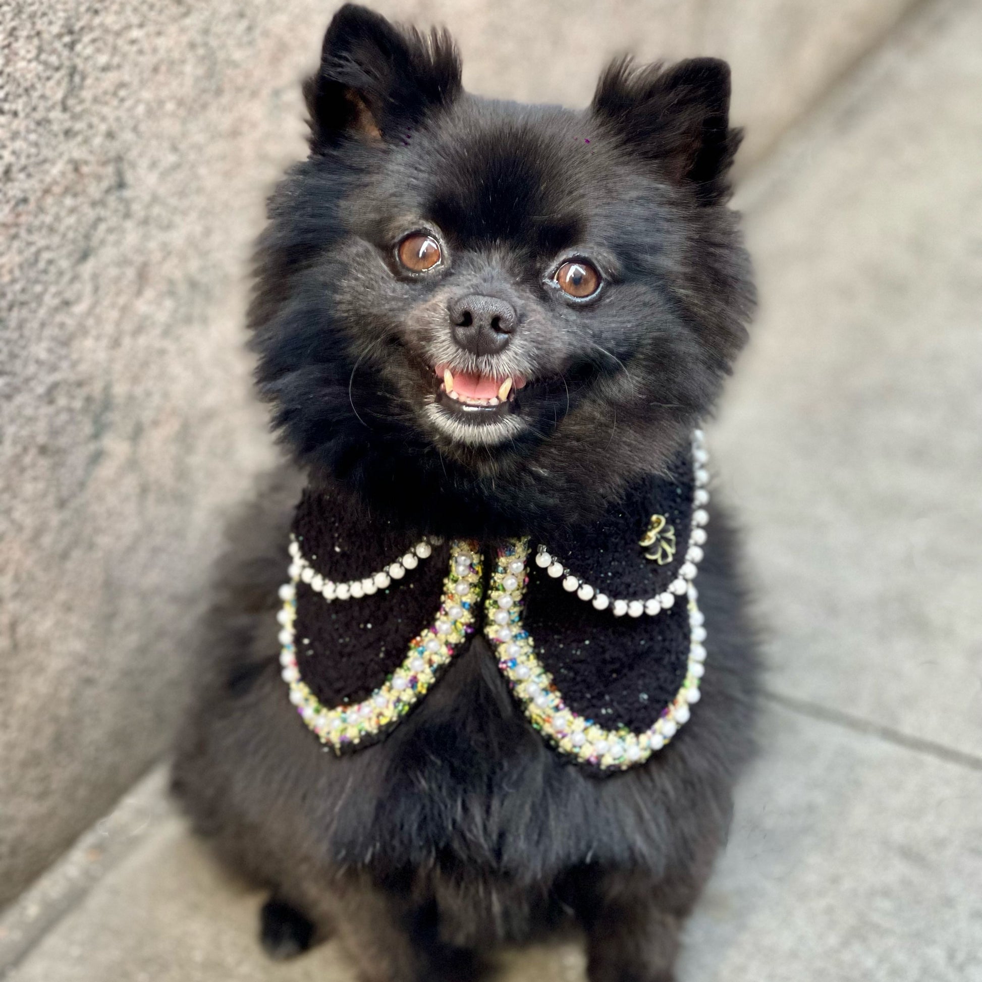 Black Pomeranian wearing the black Jacqueline pearl jacket, handmade luxury pet clothing for dogs and cats.