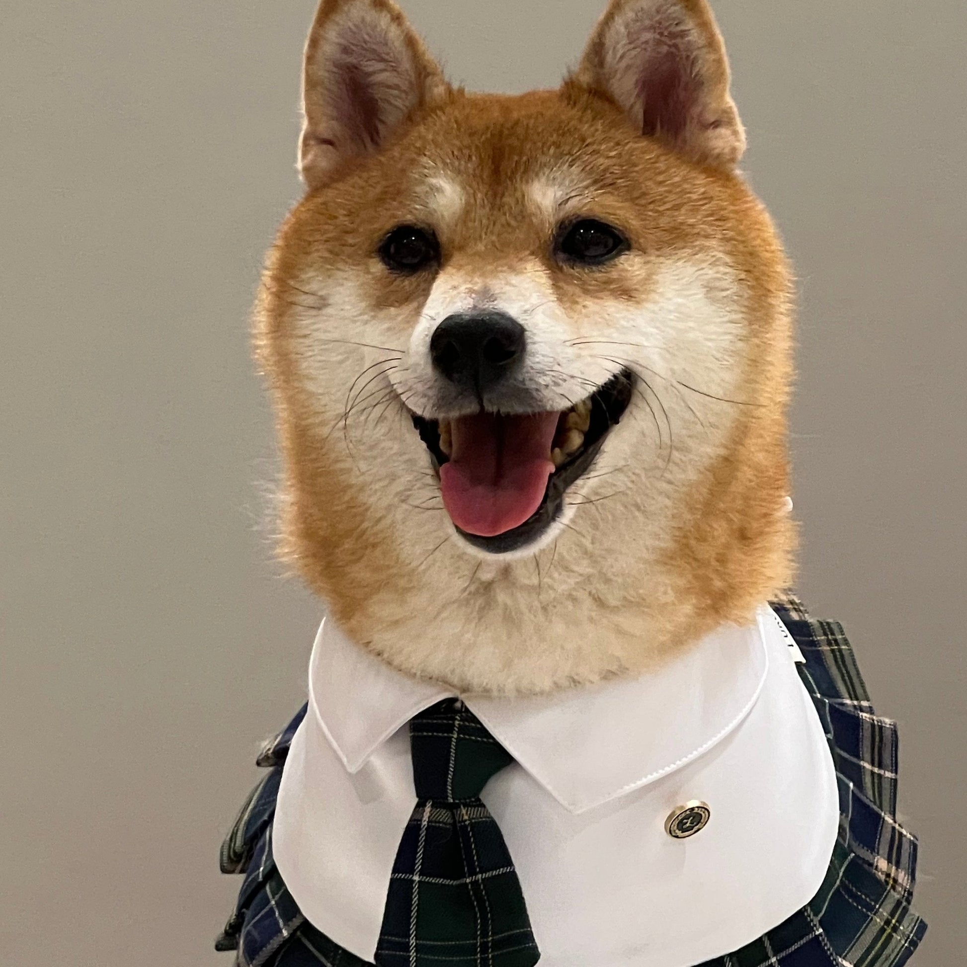 Cute dog shiba inu wearing the 'Emma' preppy pet bandana, showcasing a white collar and private school-inspired design, ideal for adding a touch of academic style to your pet’s look.