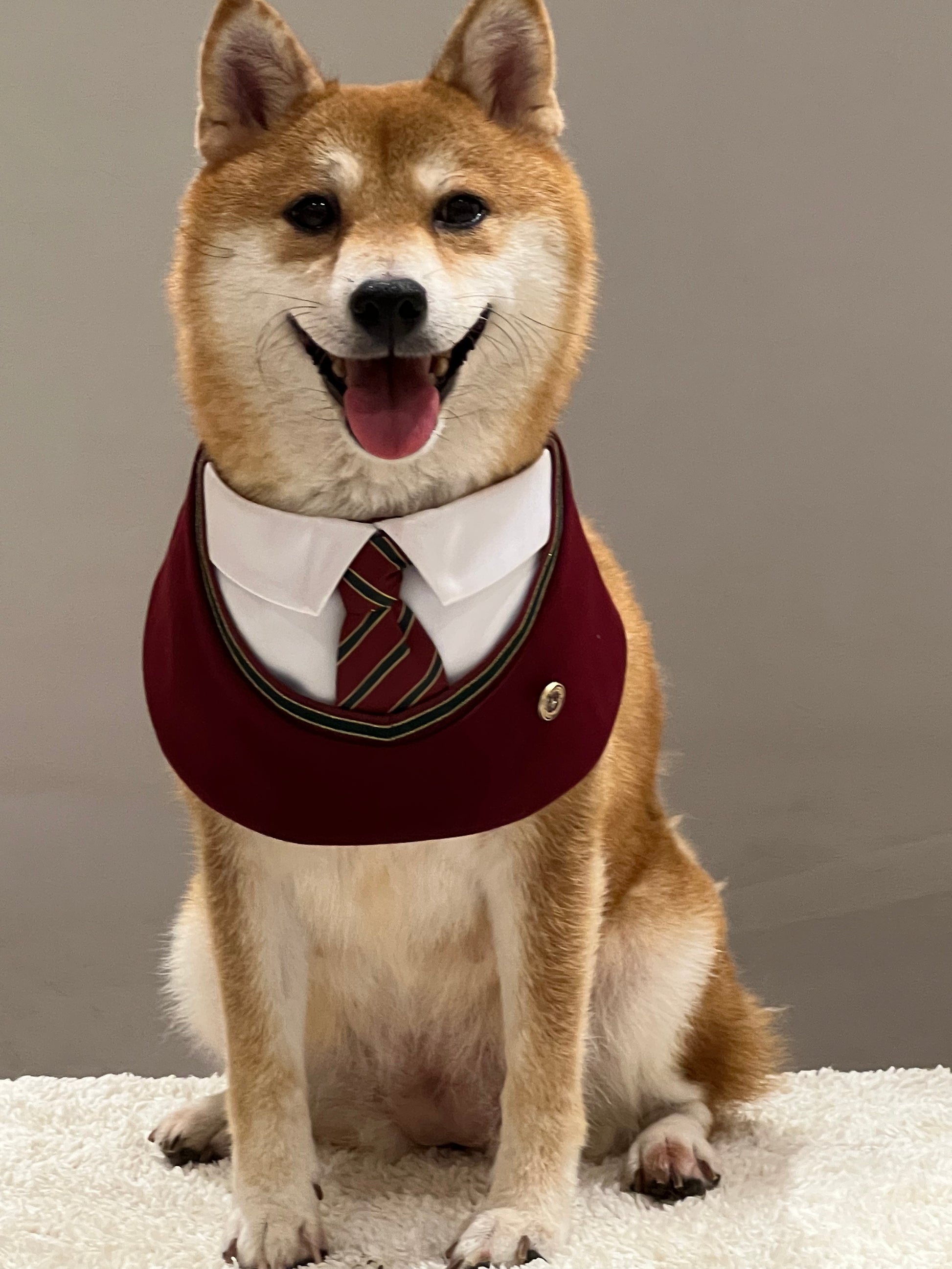 Dog wearing the red 'Ivy' preppy pet bandana, featuring a private school-inspired tie design with an elegant lapel pin, perfect for a sophisticated and stylish look.