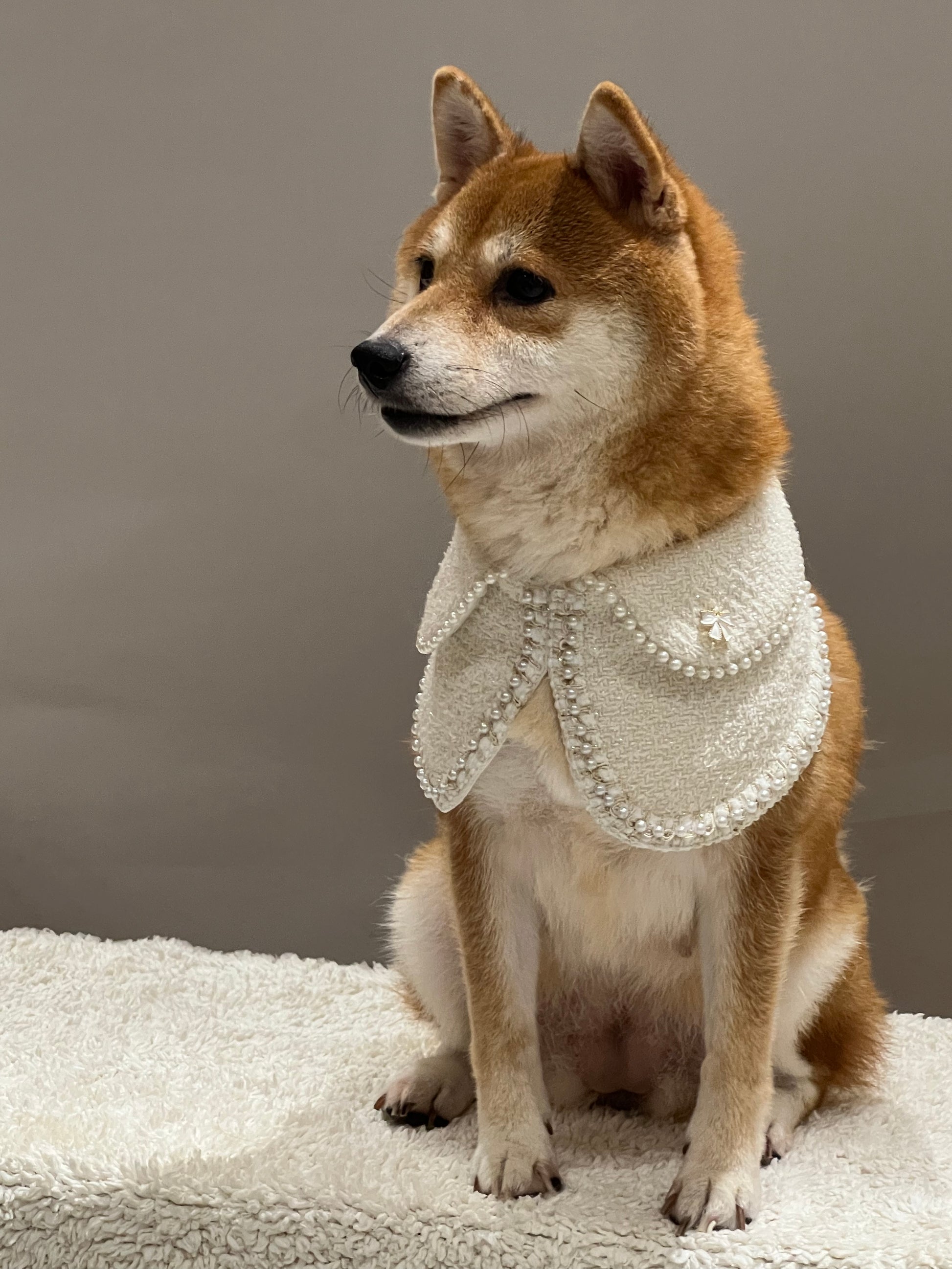 A regal Shiba Inu wearing the white Jacqueline pet bandana, accented with pearls and exquisite design, perfect for elegant and high-end pet apparel.