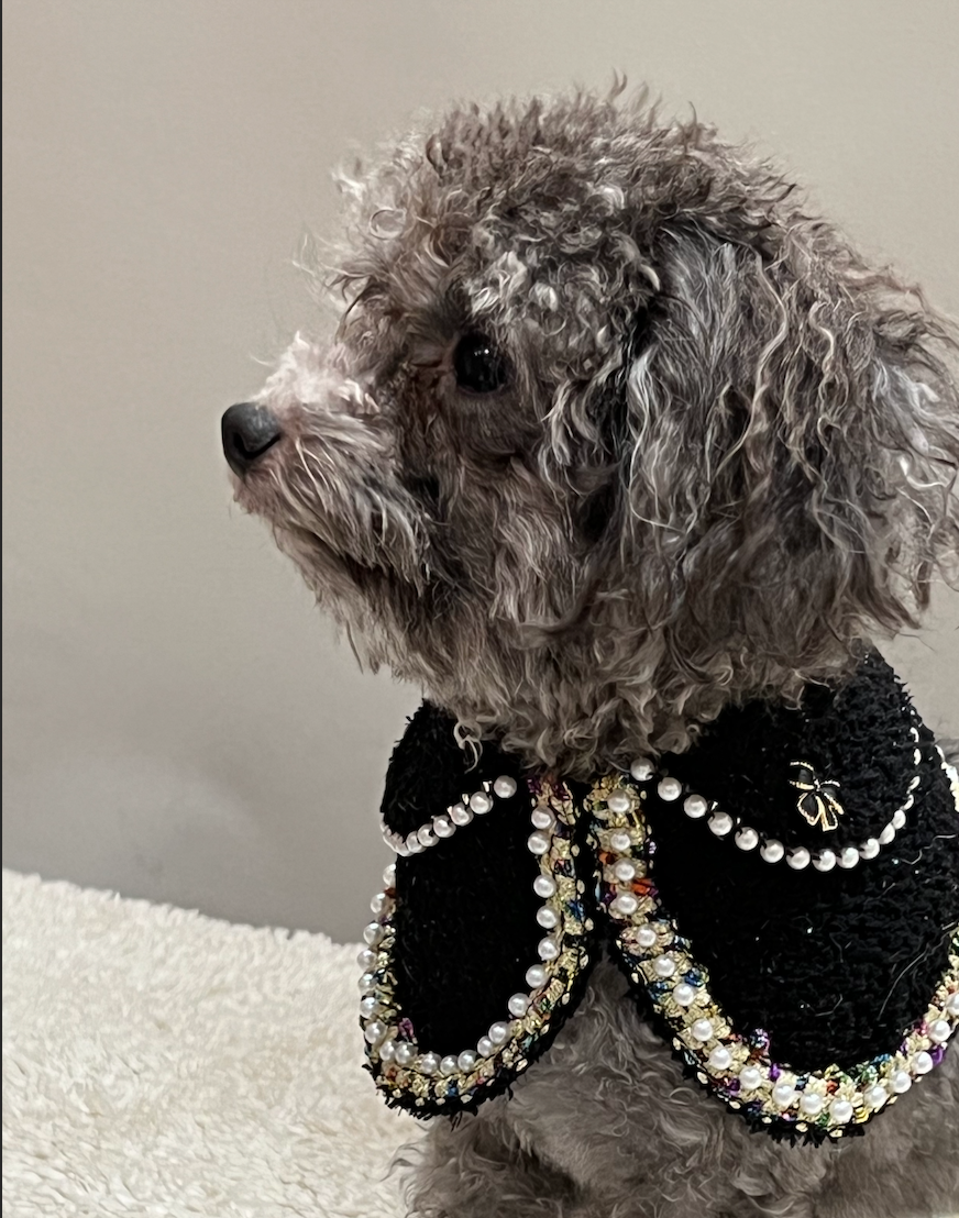 Side profile of cute doodle dog in the black Jacqueline bandana, featuring luxury pearl detailing, colorful trim, and premium pet fashion design.