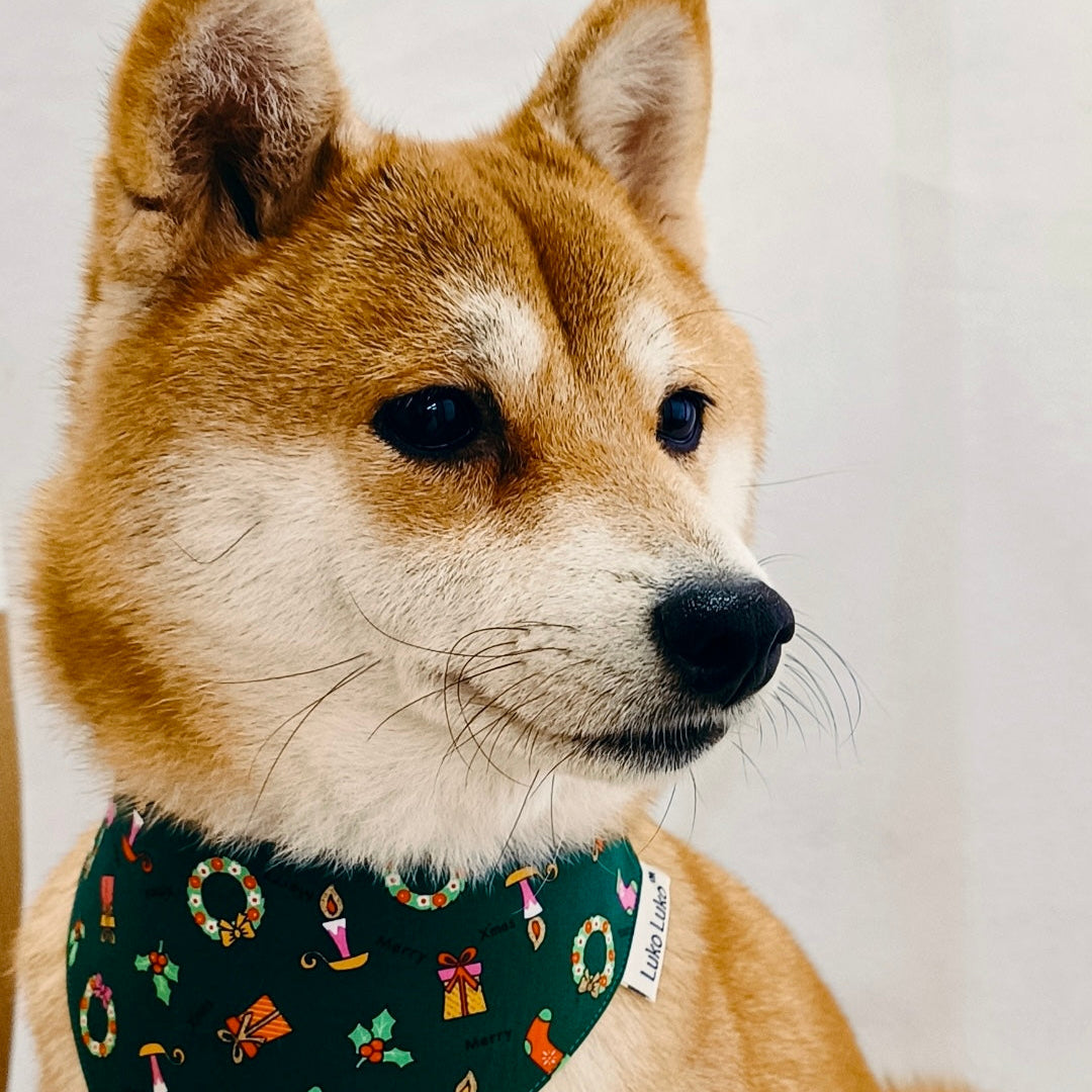 Shiba Inu wearing Avery green bandana, handmade pet accessory for dogs and cats.