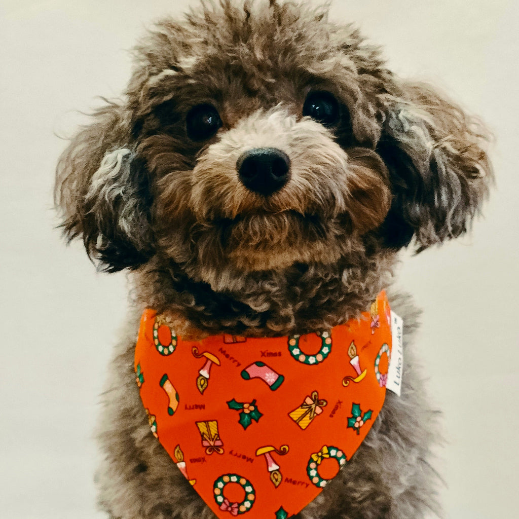 Grey poodle wearing Avery Red Christmas bandana, handmade pet accessory for dogs and cats.