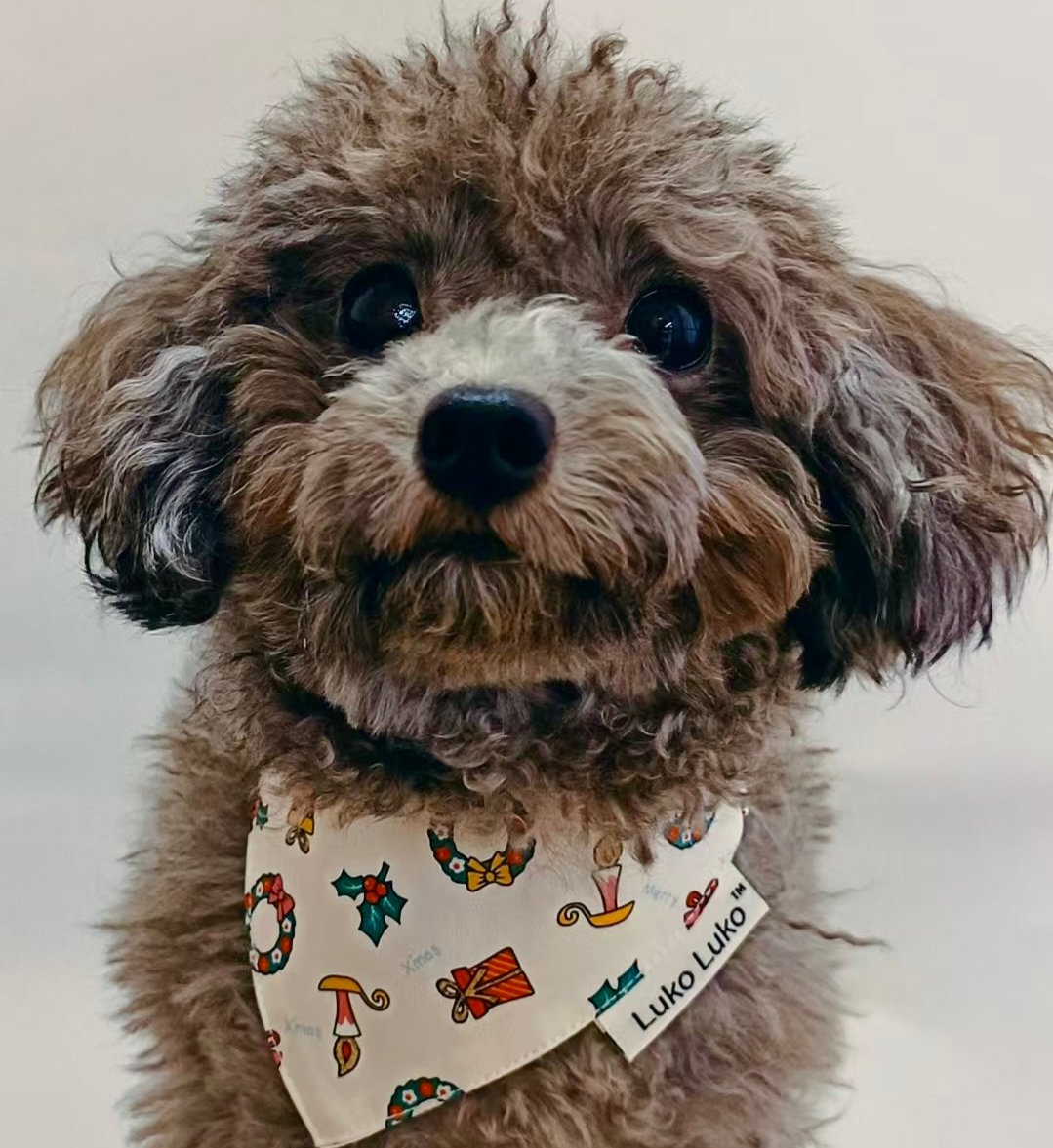 Grey poodle wearing a white bandana, smiling happily, handmade pet accessory for dogs and cats.