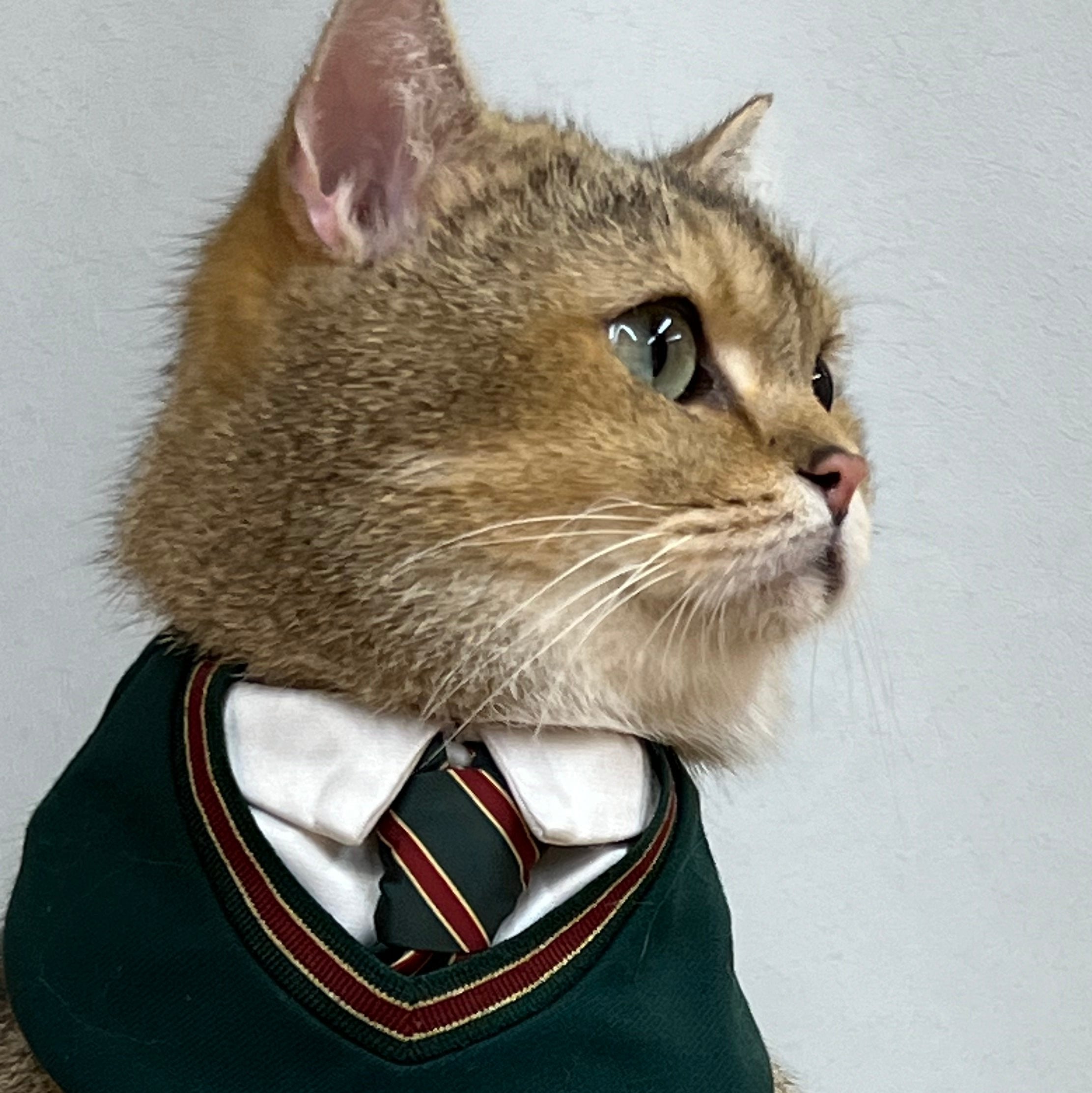 Elegant brown cat modeling green 'Ivy' preppy bandana, with a private school-inspired tie – premium pet clothing for stylish pets.