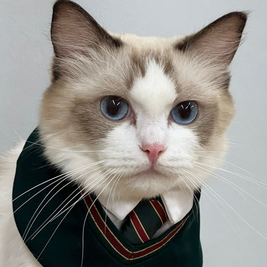 Stylish white and beige cat wearing green 'Ivy' bandana with classic tie and collar, perfect for preppy pet fashion lovers.