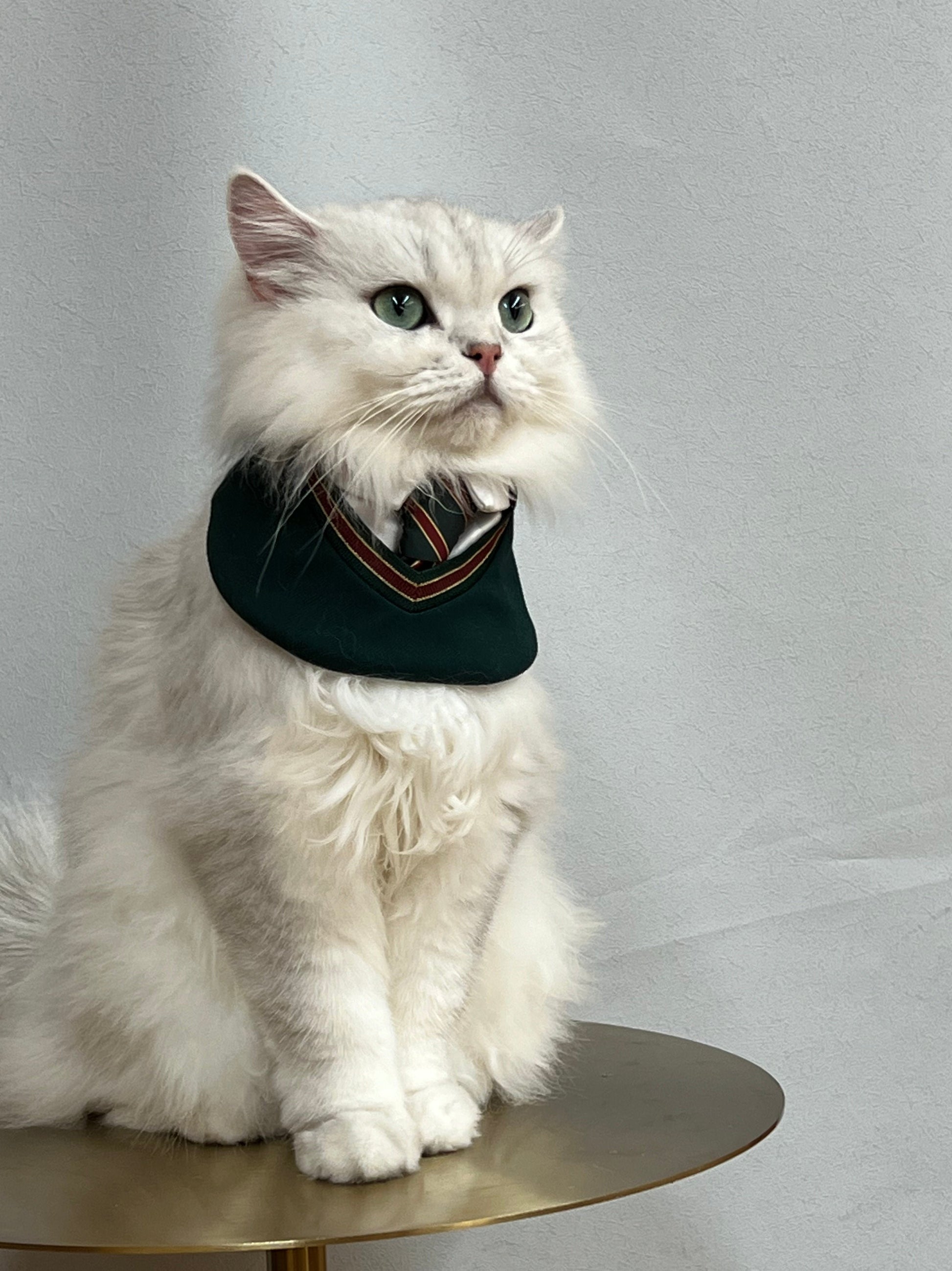 White cat in a green 'Ivy' preppy pet bandana, private school-inspired design with tie detail – luxury pet fashion for sophisticated pets.