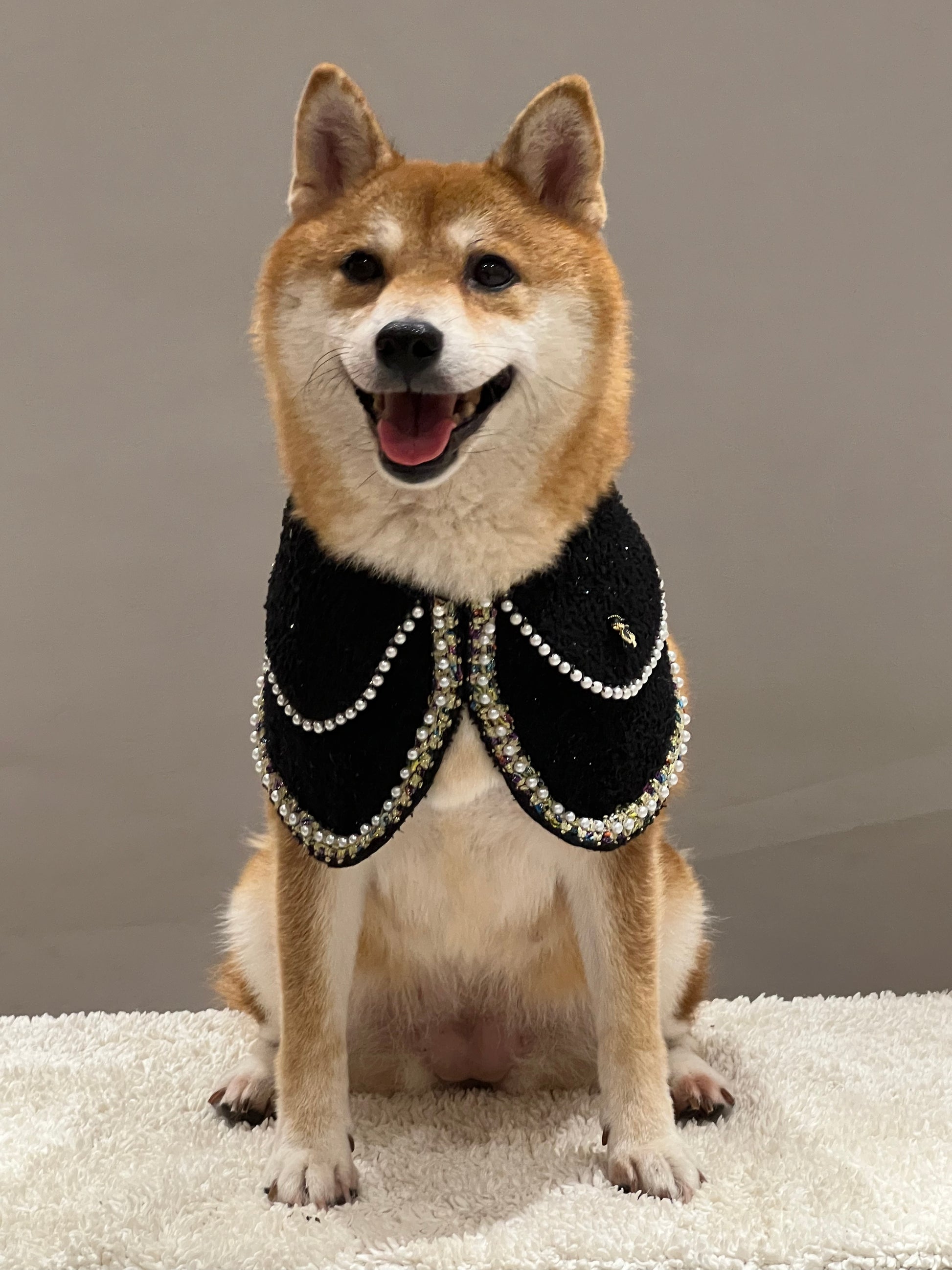 Stylish shiba inu dog the black Jacqueline pet bandana with luxury pearl accents, colorful trim, and sophisticated design – the epitome of upscale pet fashion.