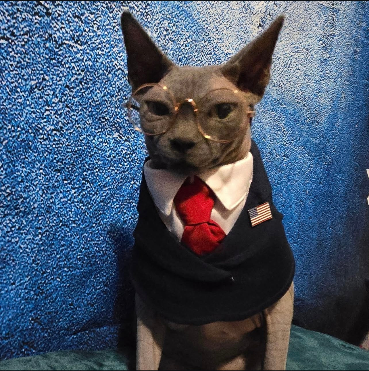 Sphynx cat wearing red tie President costume with glasses, handmade pet clothes for cats and small dogs