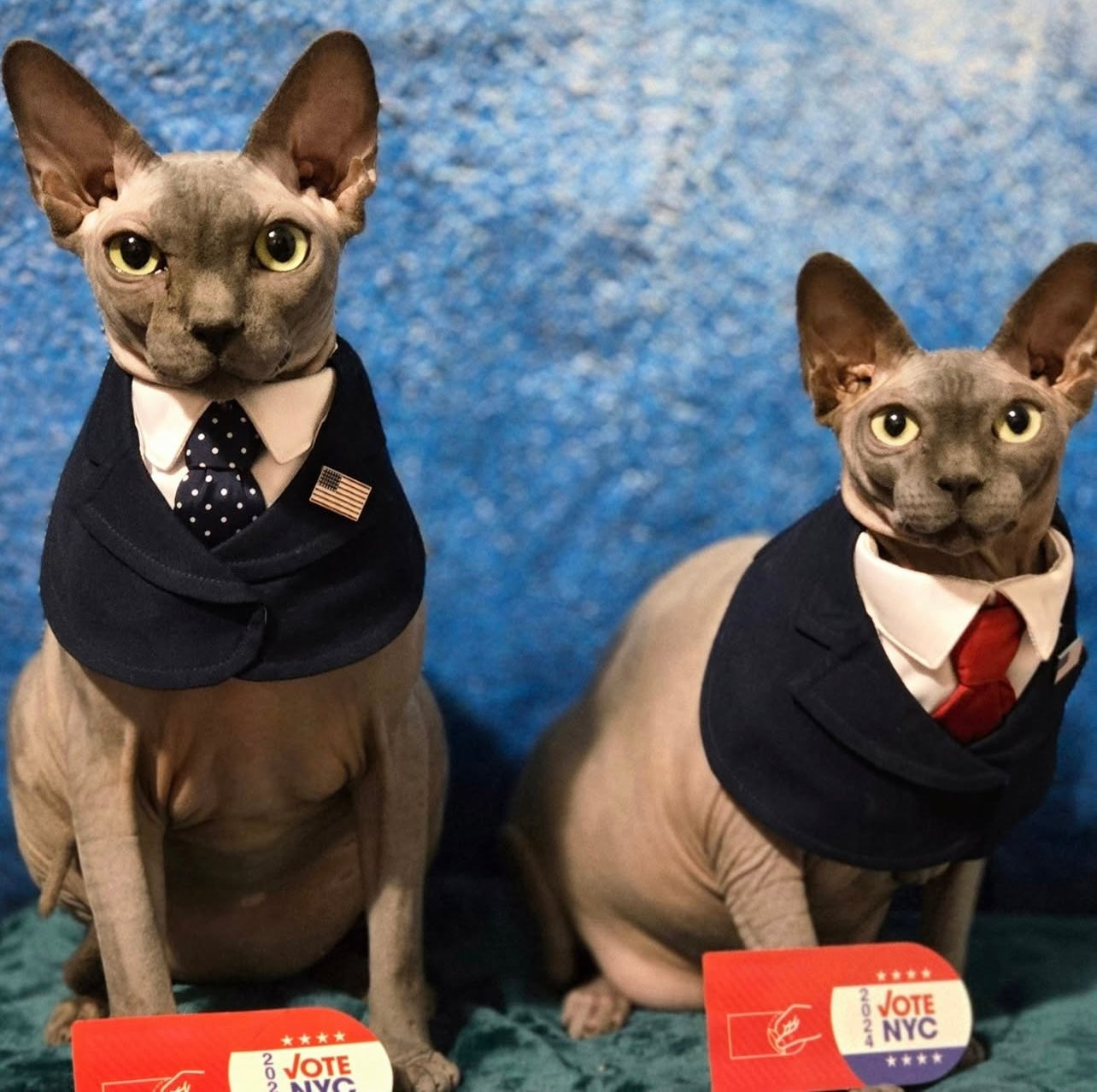 Two Sphynx cats in President suits, one red and one blue, handmade pet clothes for stylish cats.