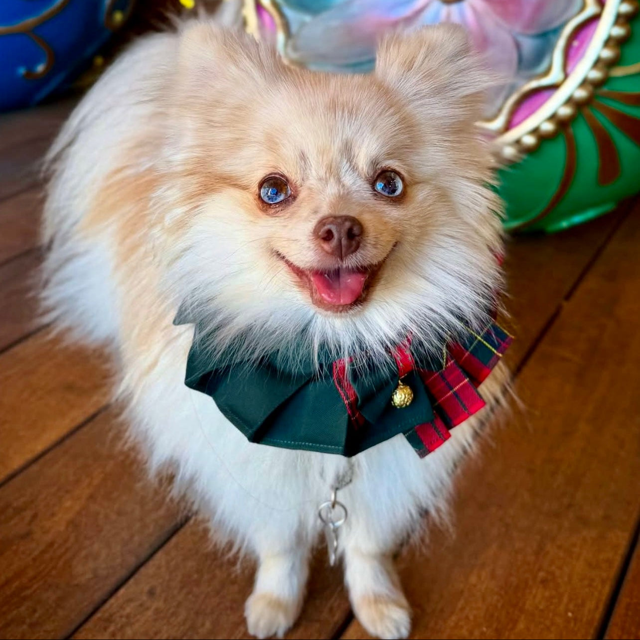 White dog wearing Noelle Christmas dress, red and green plaid with bowtie and bell, handmade festive pet clothing