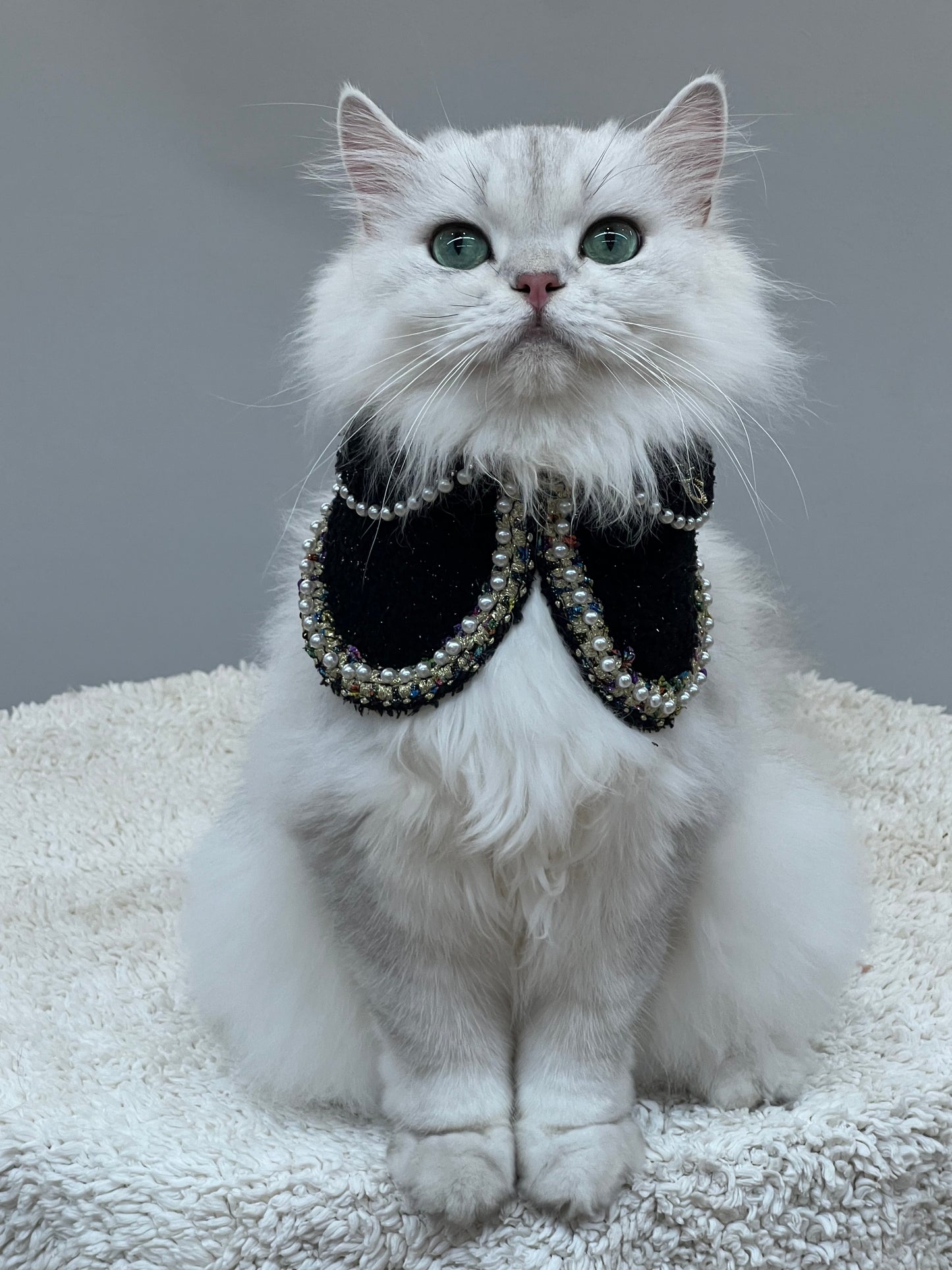 White cat wearing the black Jacqueline luxury pet bandana with pearls and colorful trim, showcasing premium pet fashion for elegant cats.